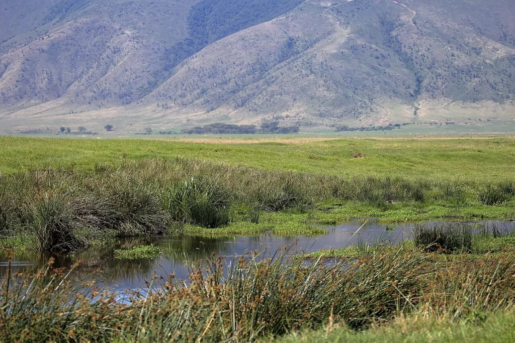 Grasses and water beneath the wall of Ngorongoro Crater