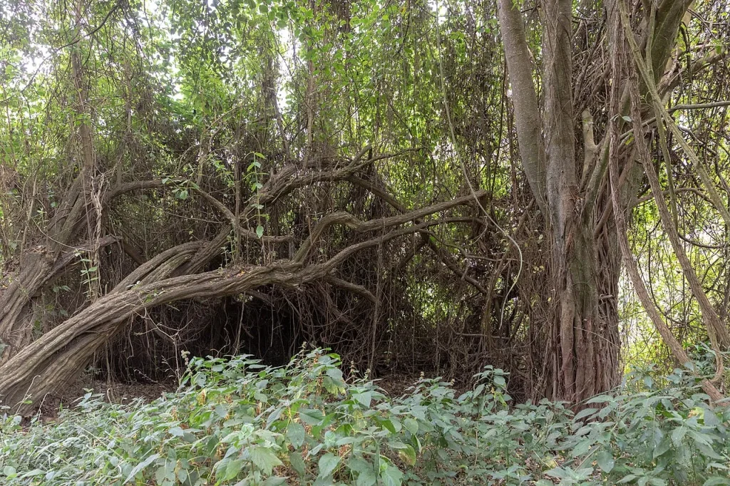Interwoven tree trunks and green undergrowth at Empakaai