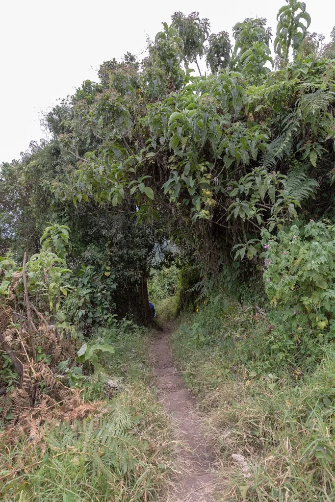 A narrow path through highland vegetation near Empakaai